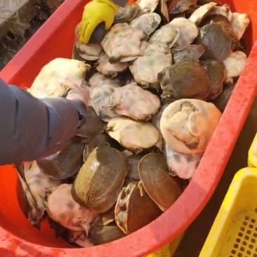 外塘黄甲
