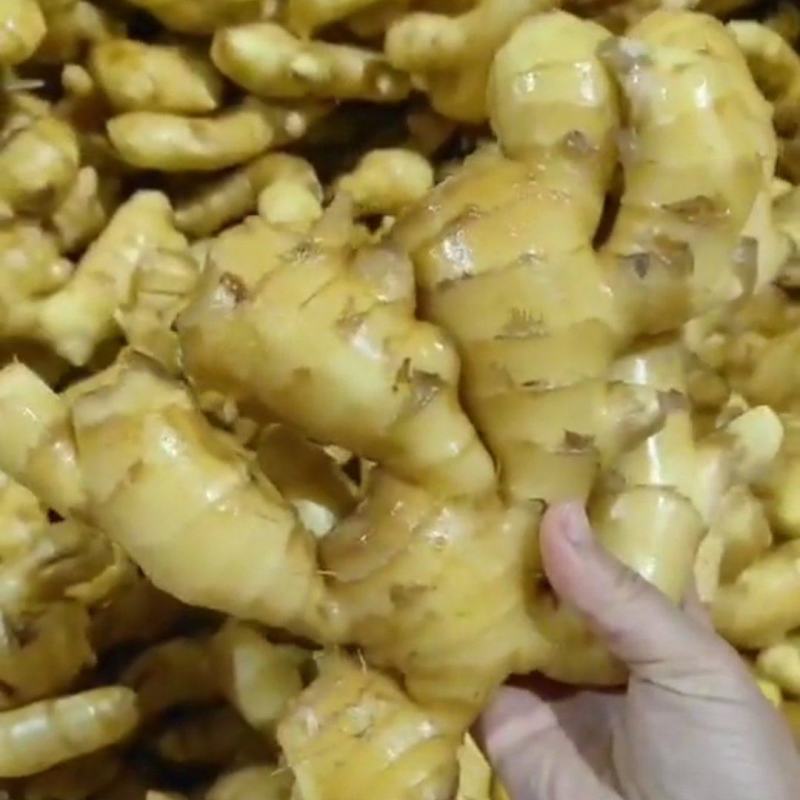 山东精品大黄姜，大量有货，欢迎全国各地老板实地考察订购