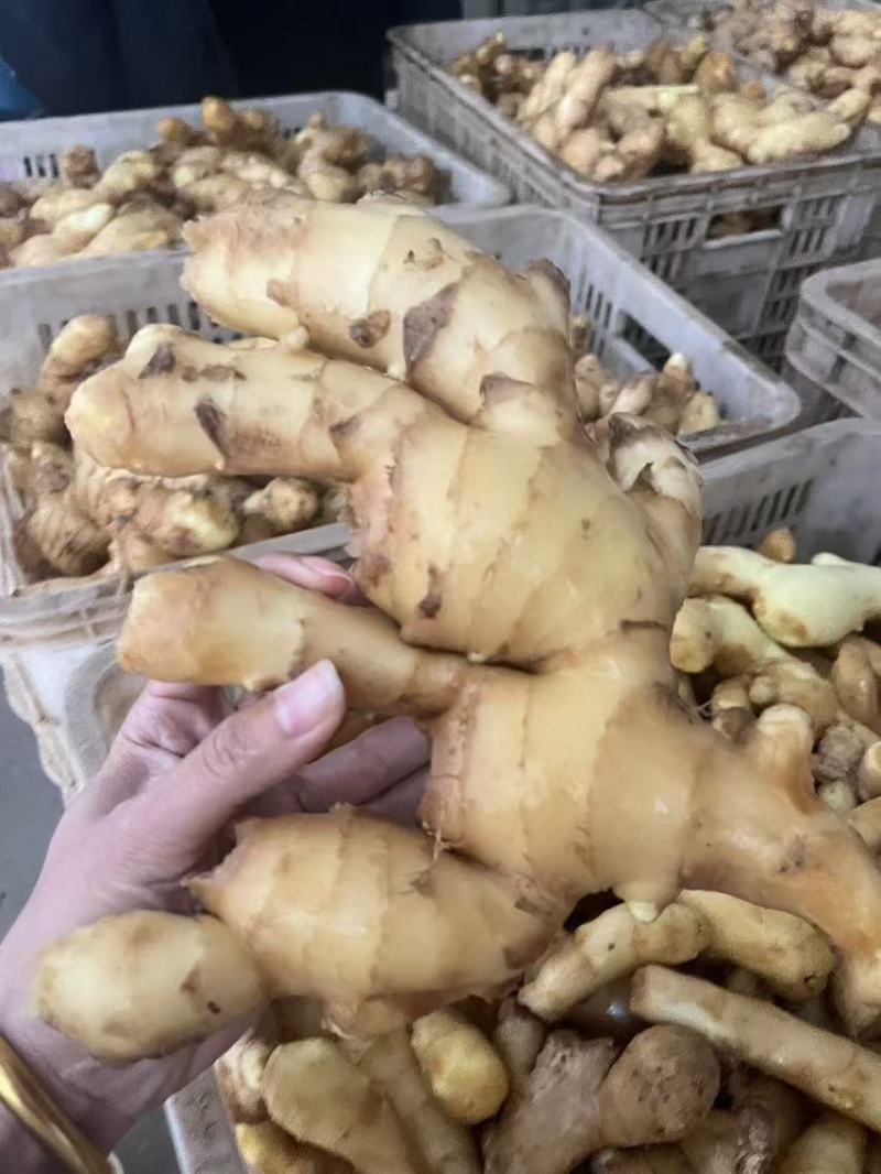 山东精品大黄姜，大量有货，欢迎全国各地老板实地考察订购