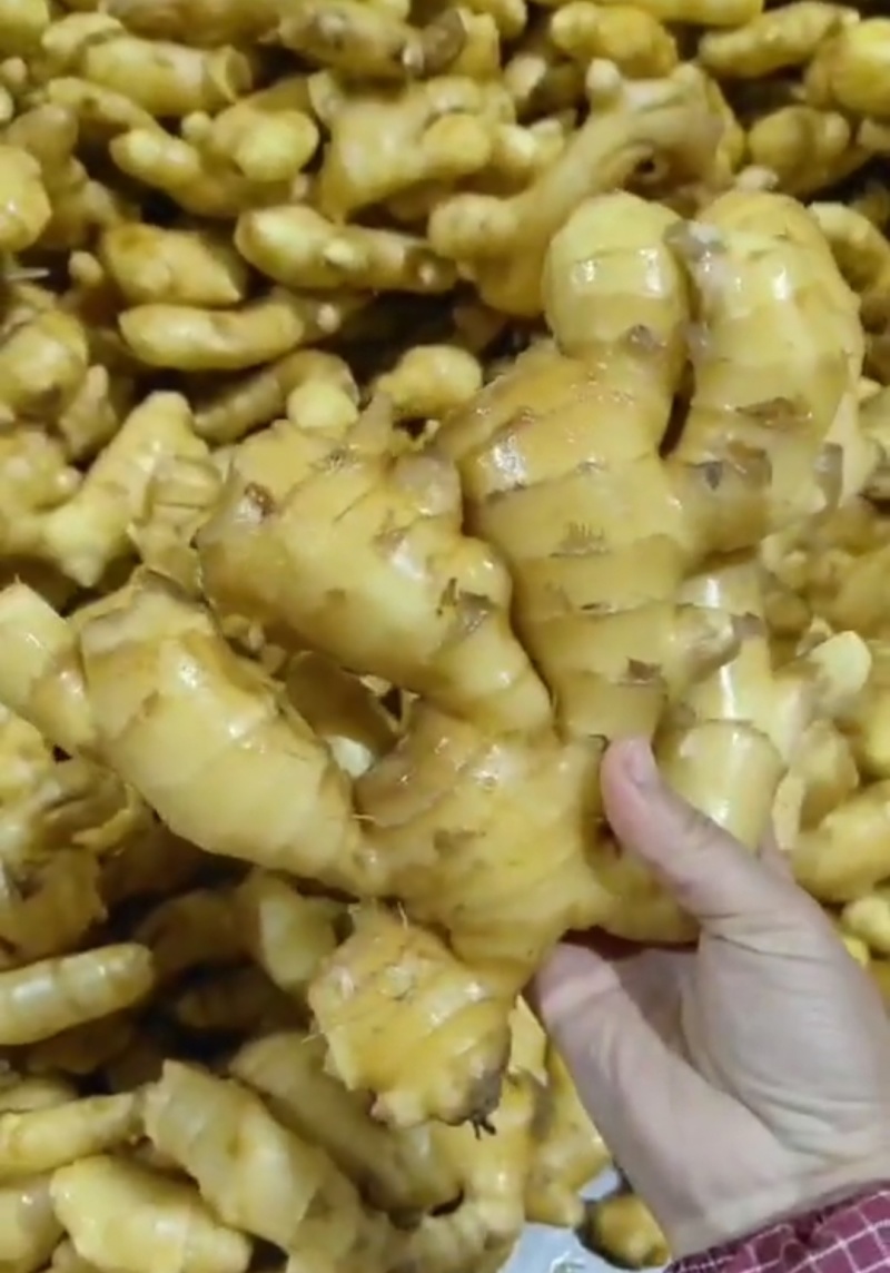 山东精品大黄姜，大量有货，欢迎全国各地老板实地考察订购