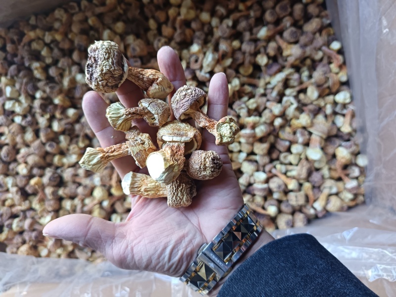 精品姬松茸