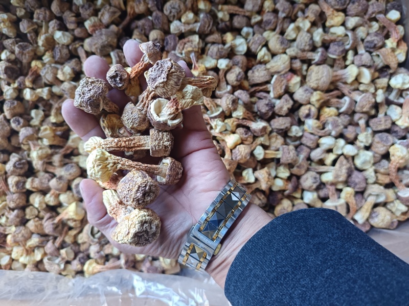 精品姬松茸
