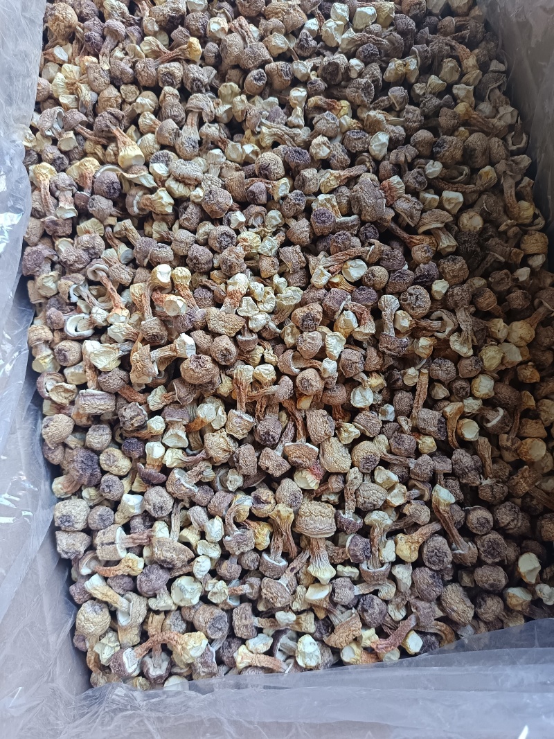 精品姬松茸