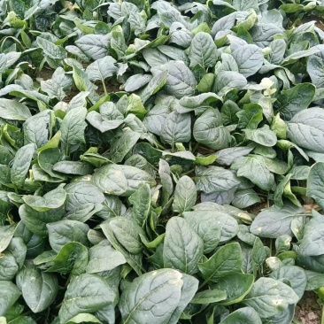 大量。需要的老板联系。