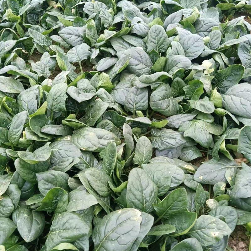 大量。需要的老板联系。