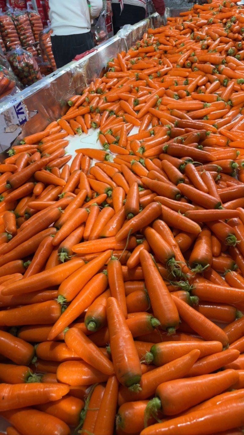 水洗精品红萝卜大量上市