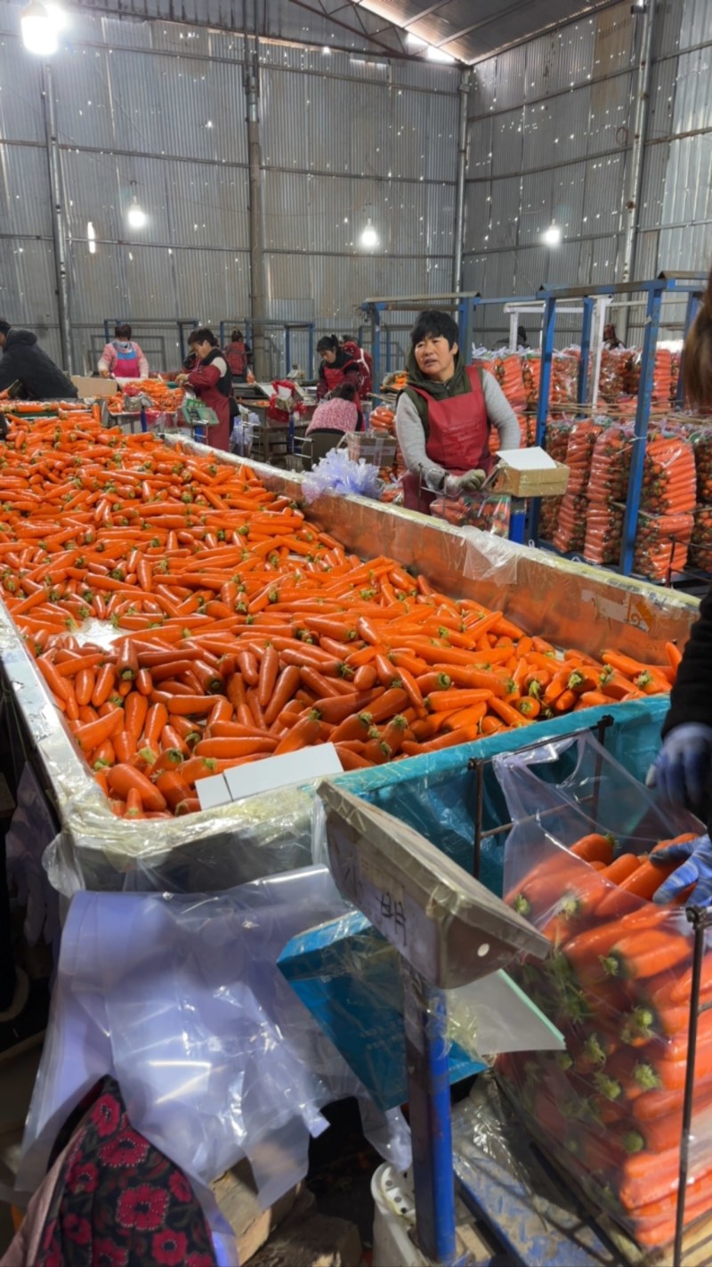 水洗精品红萝卜大量上市