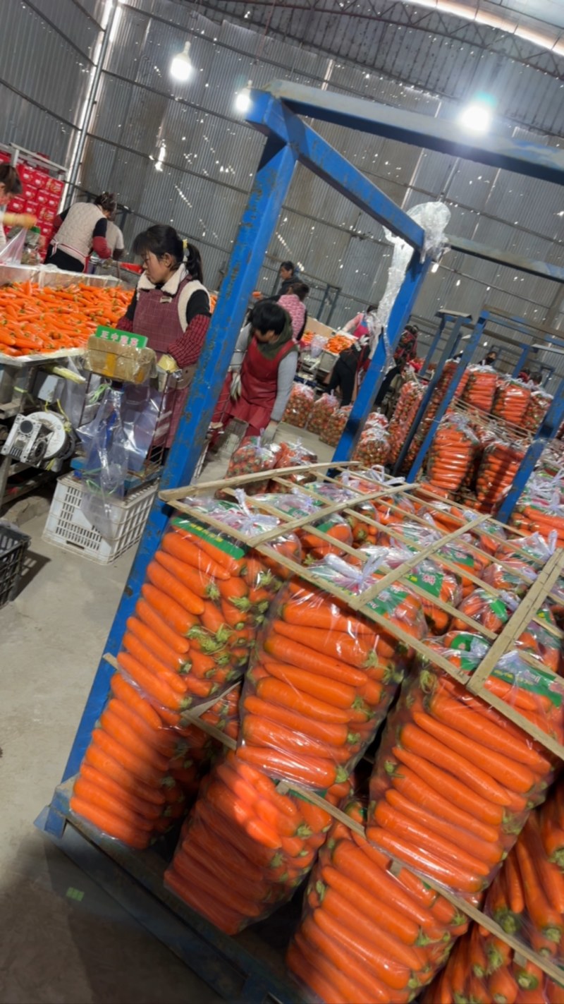 水洗精品红萝卜大量上市