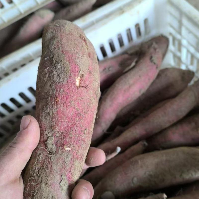 大量冷库板栗薯需要的老板联系。