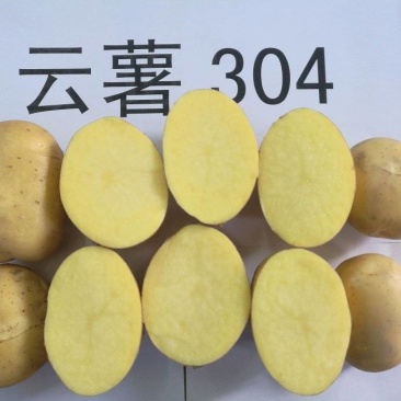 云薯304土豆