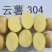 云薯304土豆