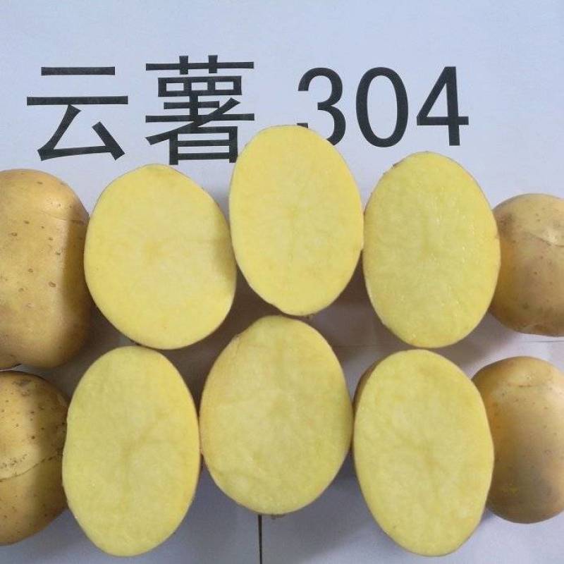 云薯304土豆