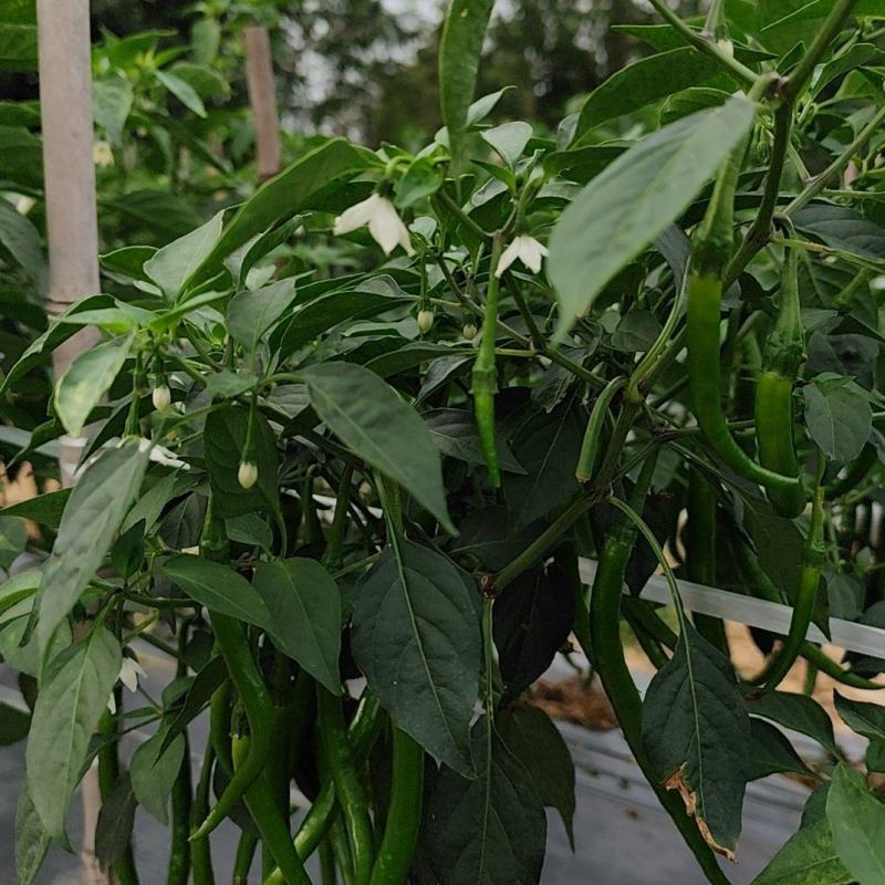 海南省东方市线椒大量上市，全国发货，量大从优