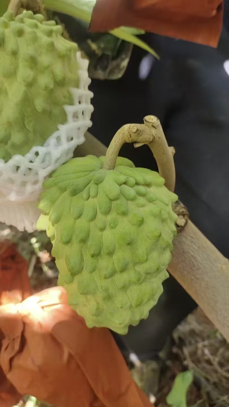 释迦