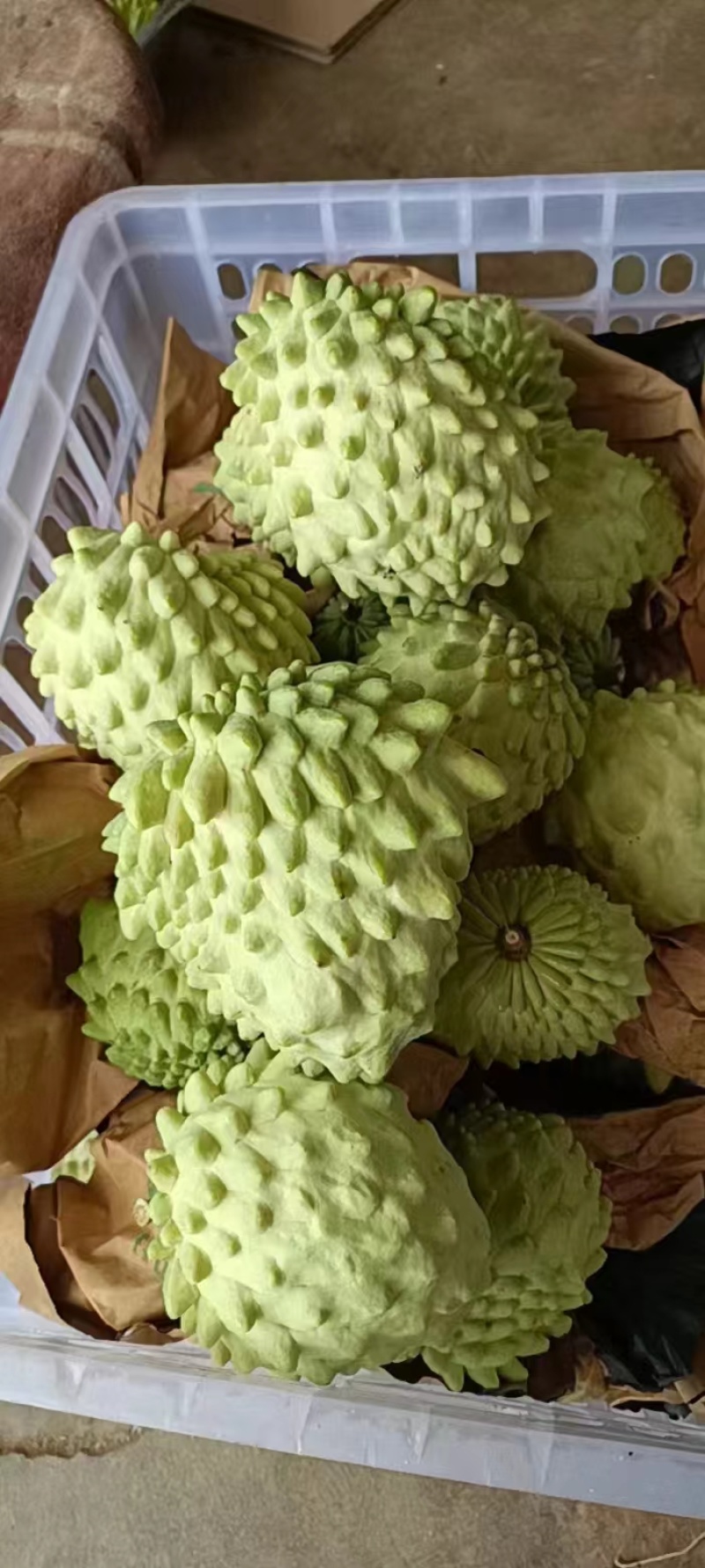 释迦