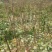 五角枫100万棵，黄柏10万棵