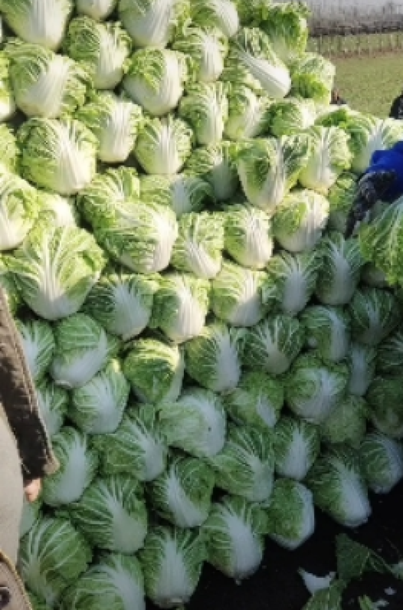【量大优惠】山东白菜品质保障产地直供可视频看货