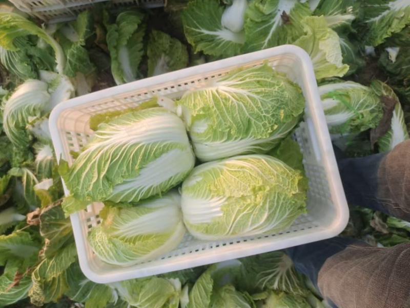 【量大优惠】山东白菜品质保障产地直供可视频看货