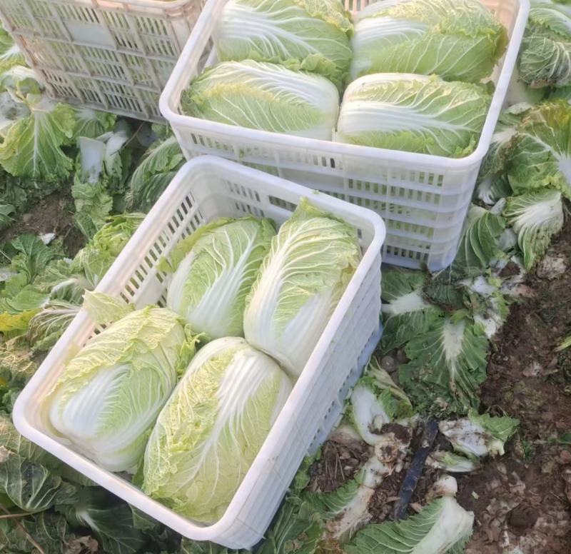 【量大优惠】山东白菜品质保障产地直供可视频看货