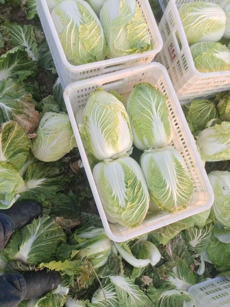 【量大优惠】山东白菜品质保障产地直供可视频看货