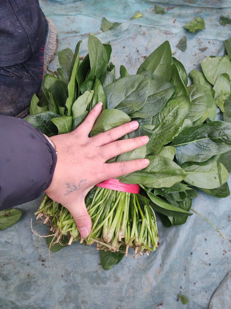 正宗大叶菠菜量大从优欢迎外地客商实地考察全国直发