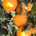 湖北纽荷尔脐橙个大皮薄多汁纯甜，大量供应市场平台商超！！