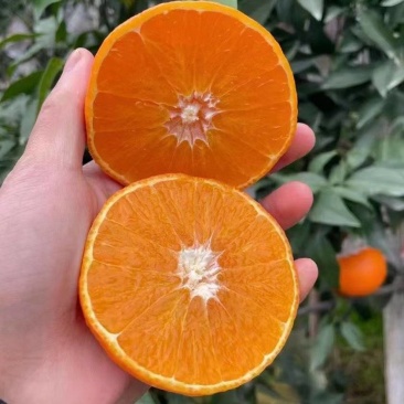 爱媛橙爱媛果冻橙产地直发价格优惠可视频看货选货