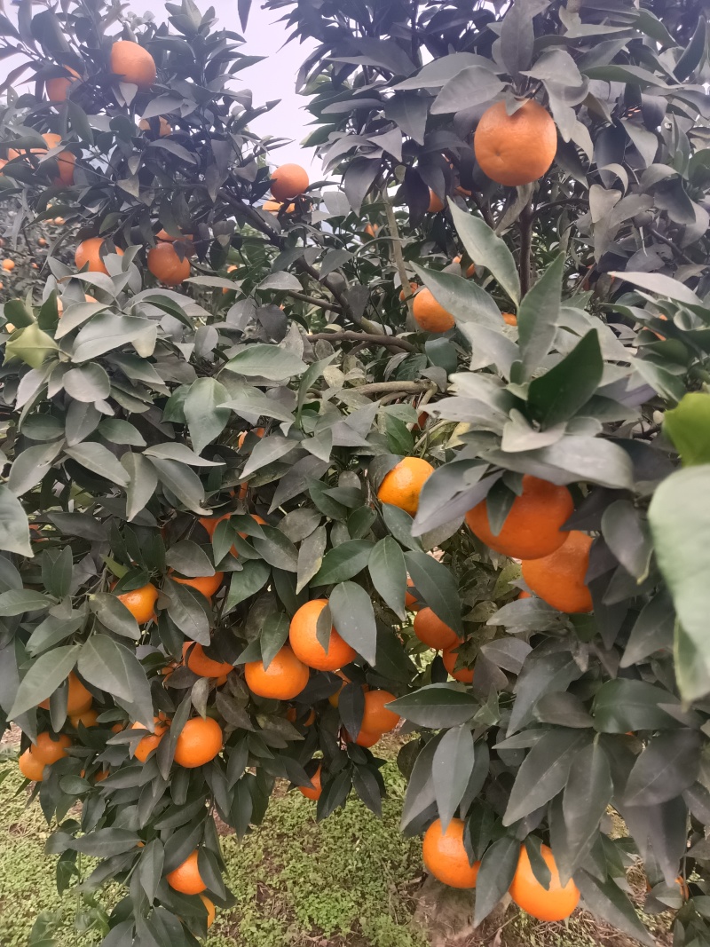 四川沃柑口感甜，脆嫩多汁，入口化渣，且还有淡淡的清香味