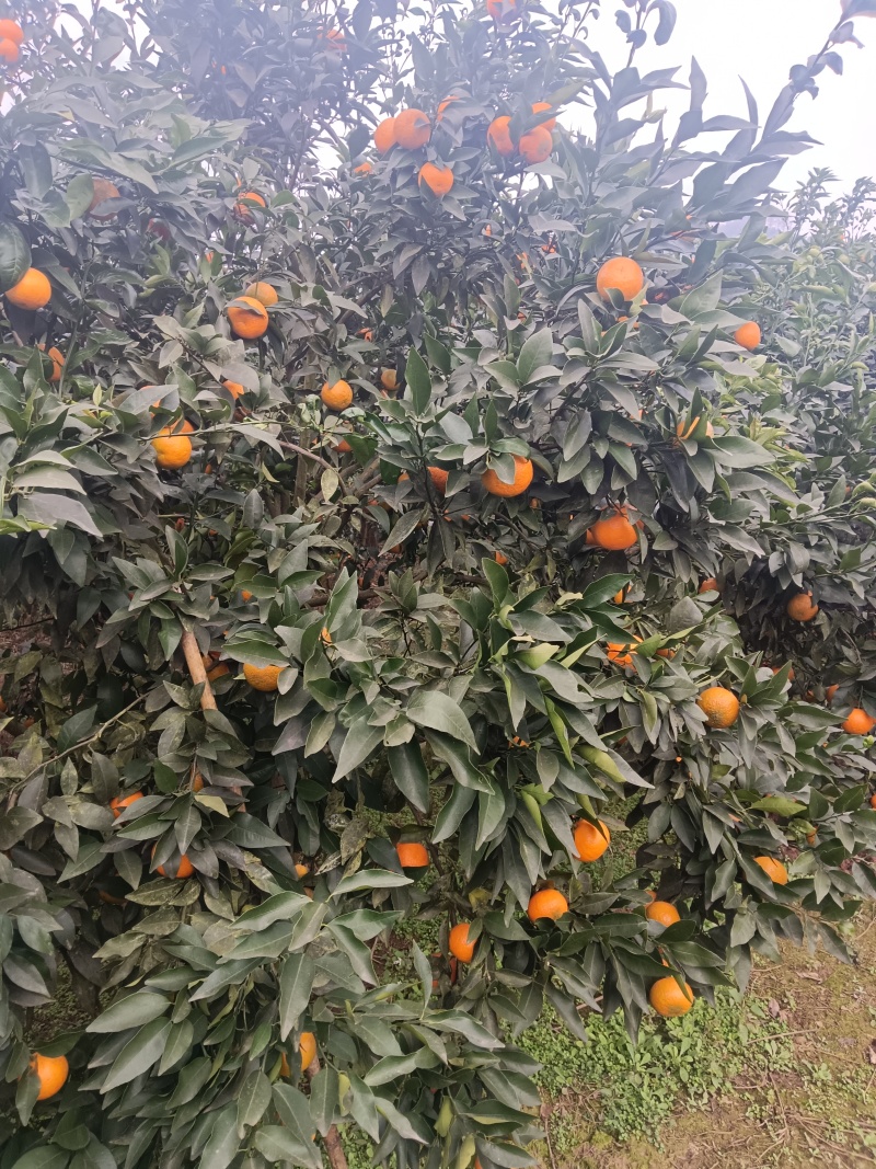 四川沃柑口感甜，脆嫩多汁，入口化渣，且还有淡淡的清香味