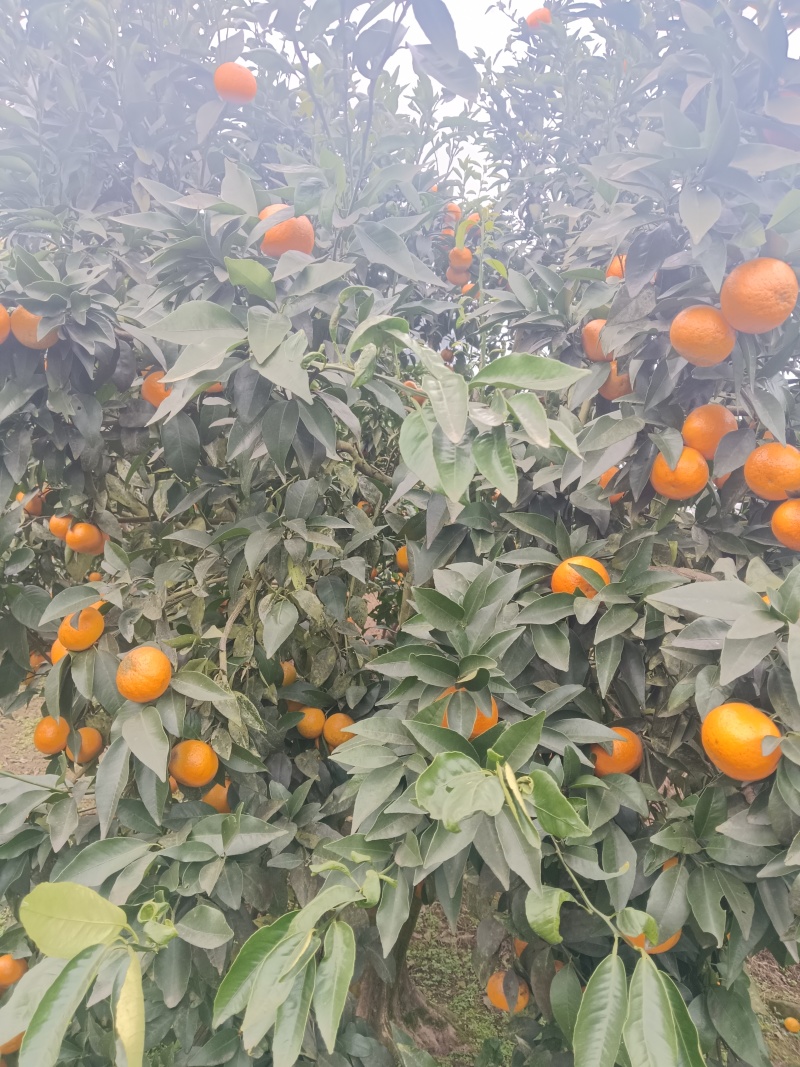 四川沃柑口感甜，脆嫩多汁，入口化渣，且还有淡淡的清香味