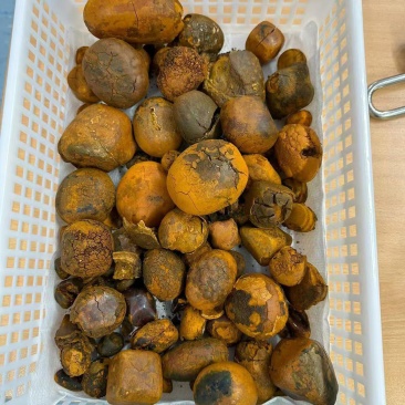 牛黄、天然牛黄，长期供货