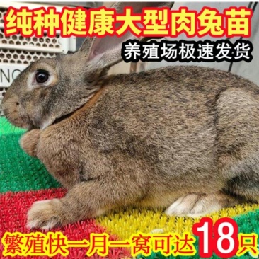 比利时兔