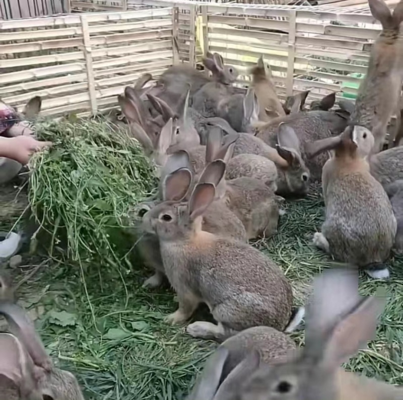 比利时兔