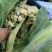 《实力推荐》精品菜花/河南花菜/白面青梗花菜/货源充足