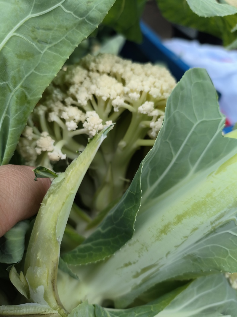 《实力推荐》精品菜花/河南花菜/白面青梗花菜/货源充足
