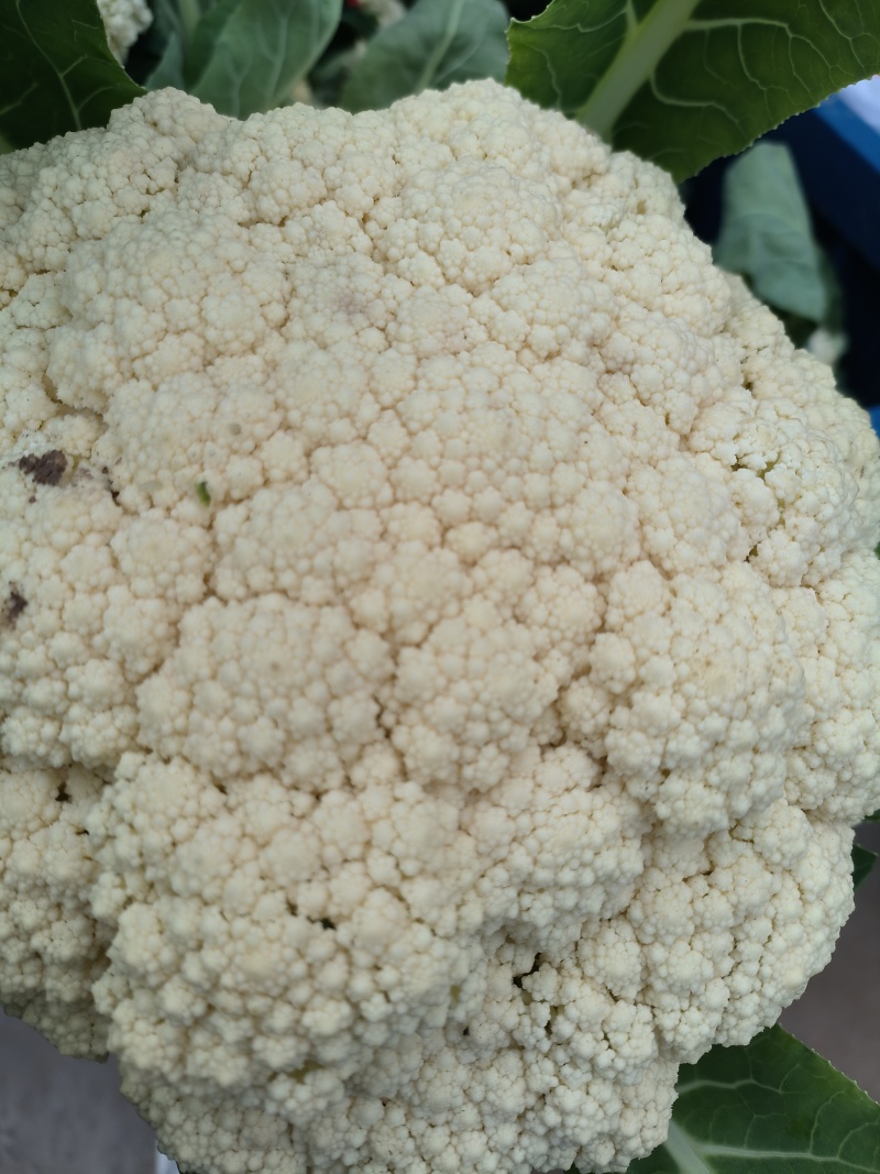 《实力推荐》精品菜花/河南花菜/白面青梗花菜/货源充足