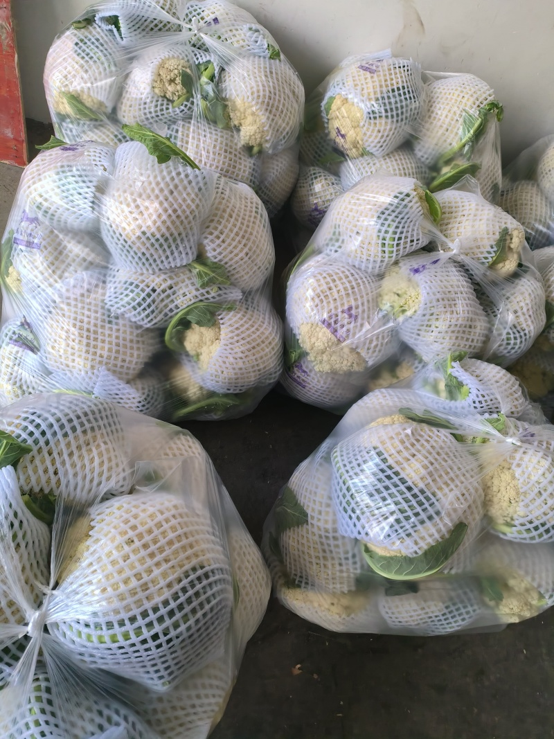 《实力推荐》精品菜花/河南花菜/白面青梗花菜/货源充足