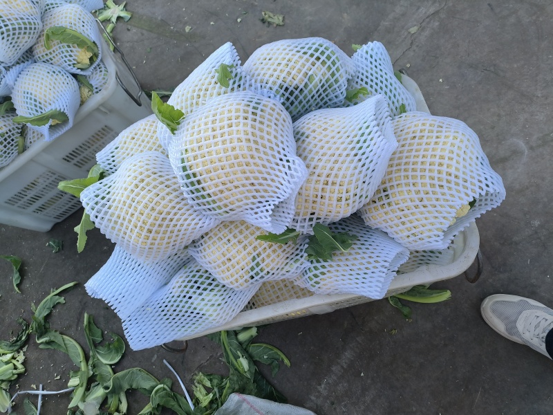 《实力推荐》精品菜花/河南花菜/白面青梗花菜/货源充足