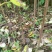 黄柏苗四川厚皮川黄柏苗基地直发可视频看货欢迎咨询