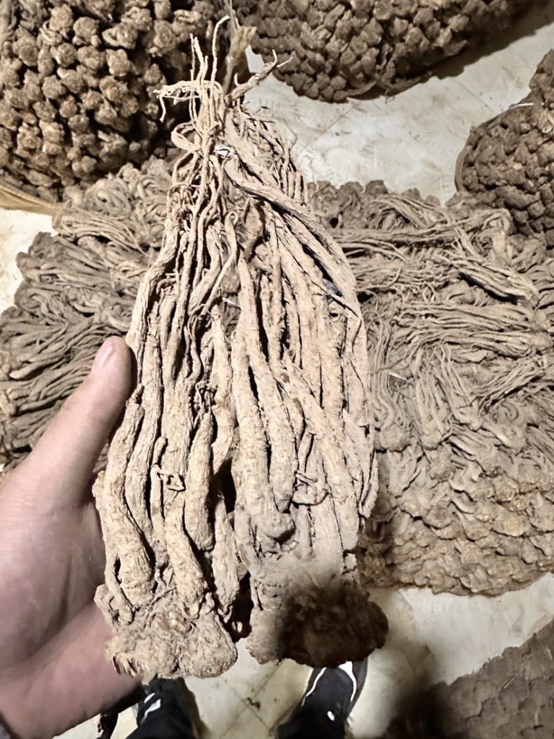 【甘肃岷县无硫水洗当归】产地直发保质保量假一赔十