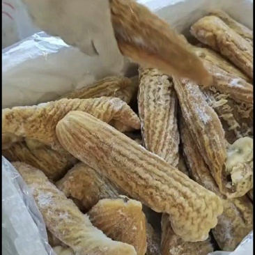 金枪鱼肚新鲜入库质量百分百产地直批常年大量有货