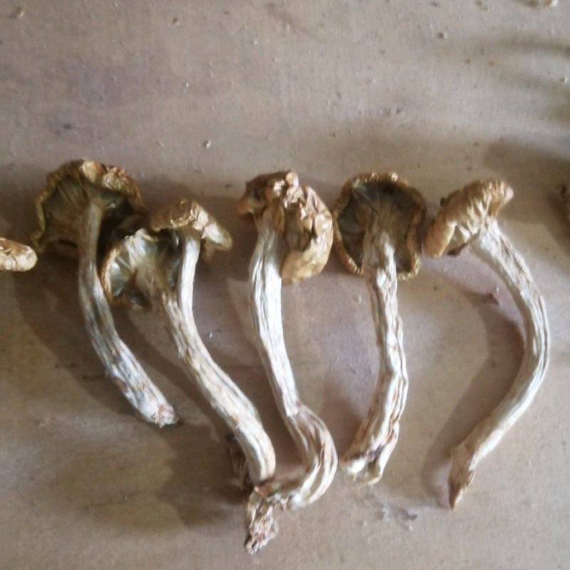 单根根滑子菇，福建古田食用菌批发市场，产地直销。