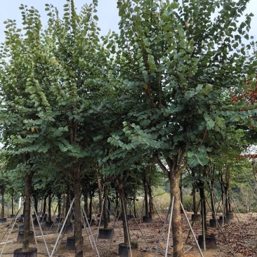 出售宫粉紫荆12-18公分低价处理自家货源