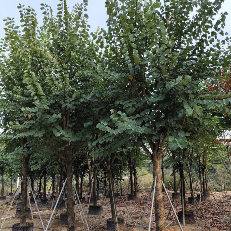 出售宫粉紫荆12-18公分低价处理自家货源