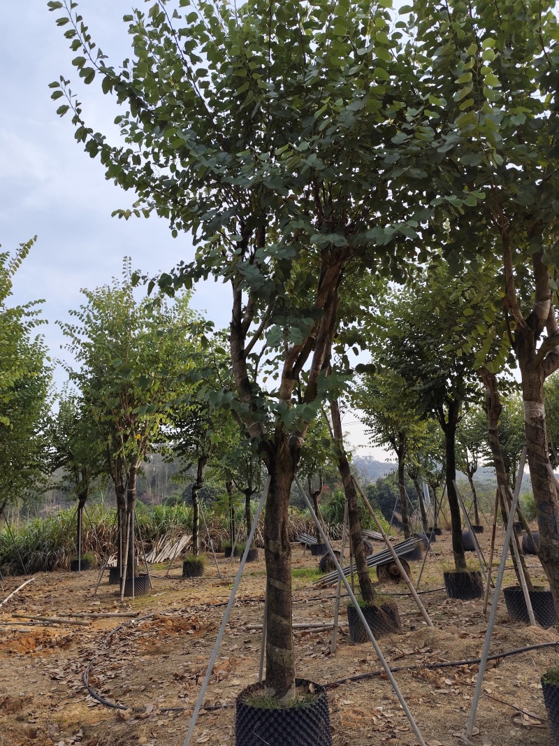 出售宫粉紫荆12-18公分低价处理自家货源