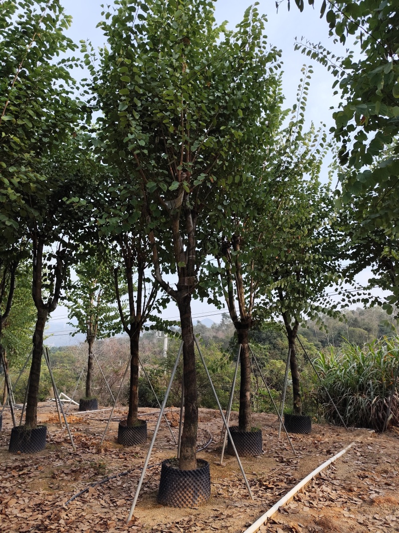 出售宫粉紫荆12-18公分低价处理自家货源