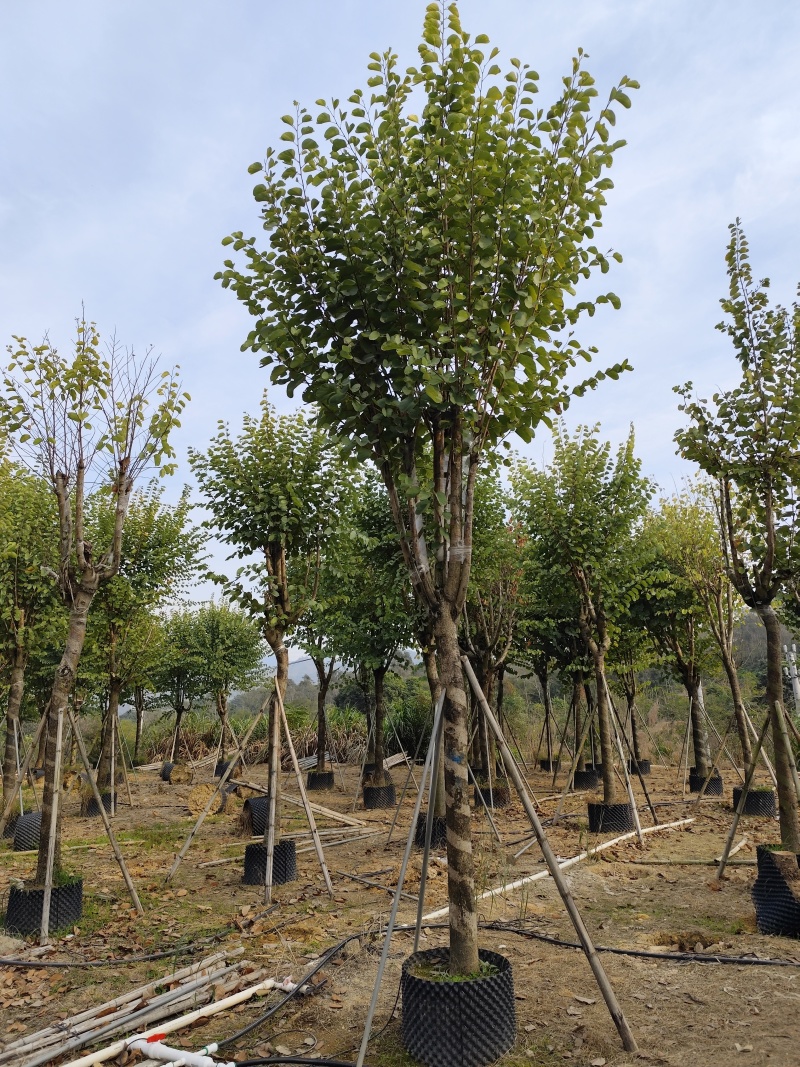 出售宫粉紫荆12-18公分低价处理自家货源