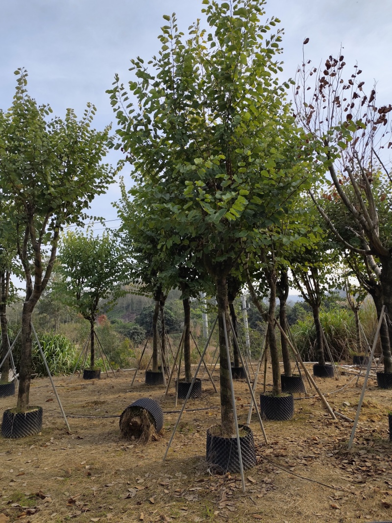 出售宫粉紫荆12-18公分低价处理自家货源