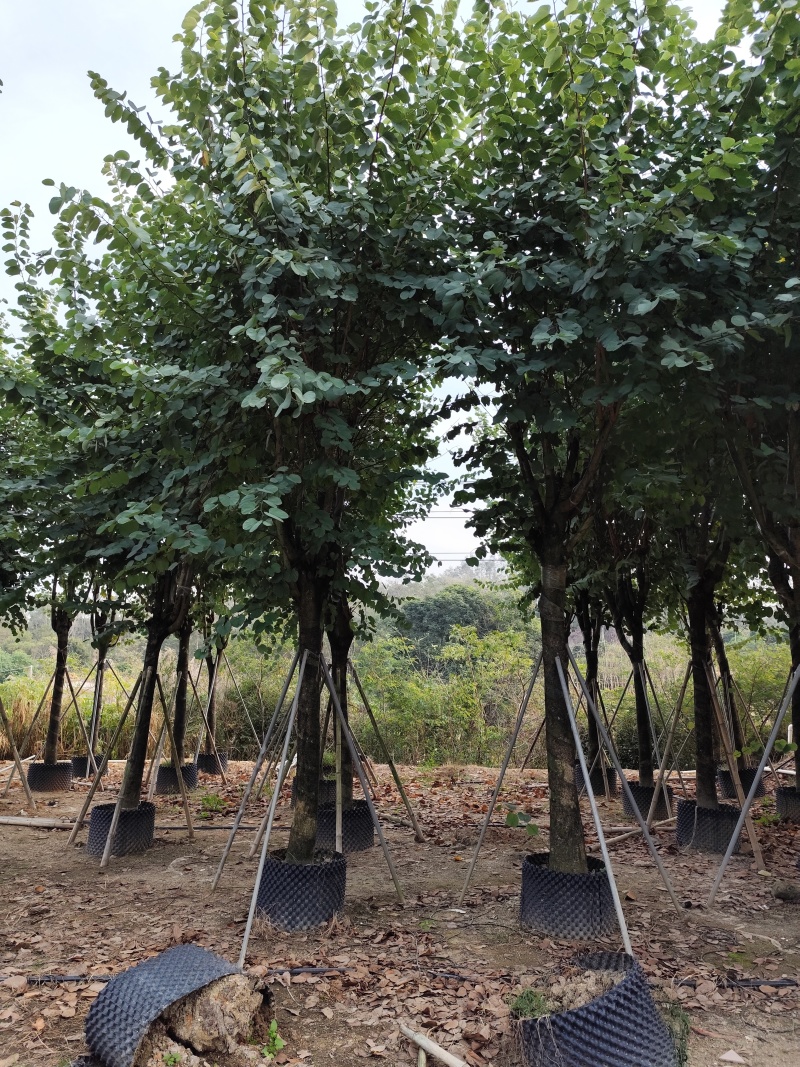 出售宫粉紫荆12-18公分低价处理自家货源