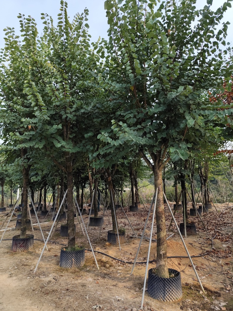 出售宫粉紫荆12-18公分低价处理自家货源